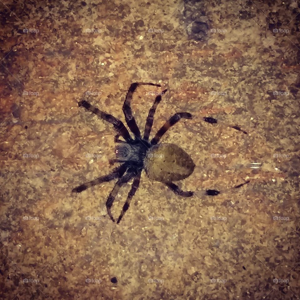 Spider