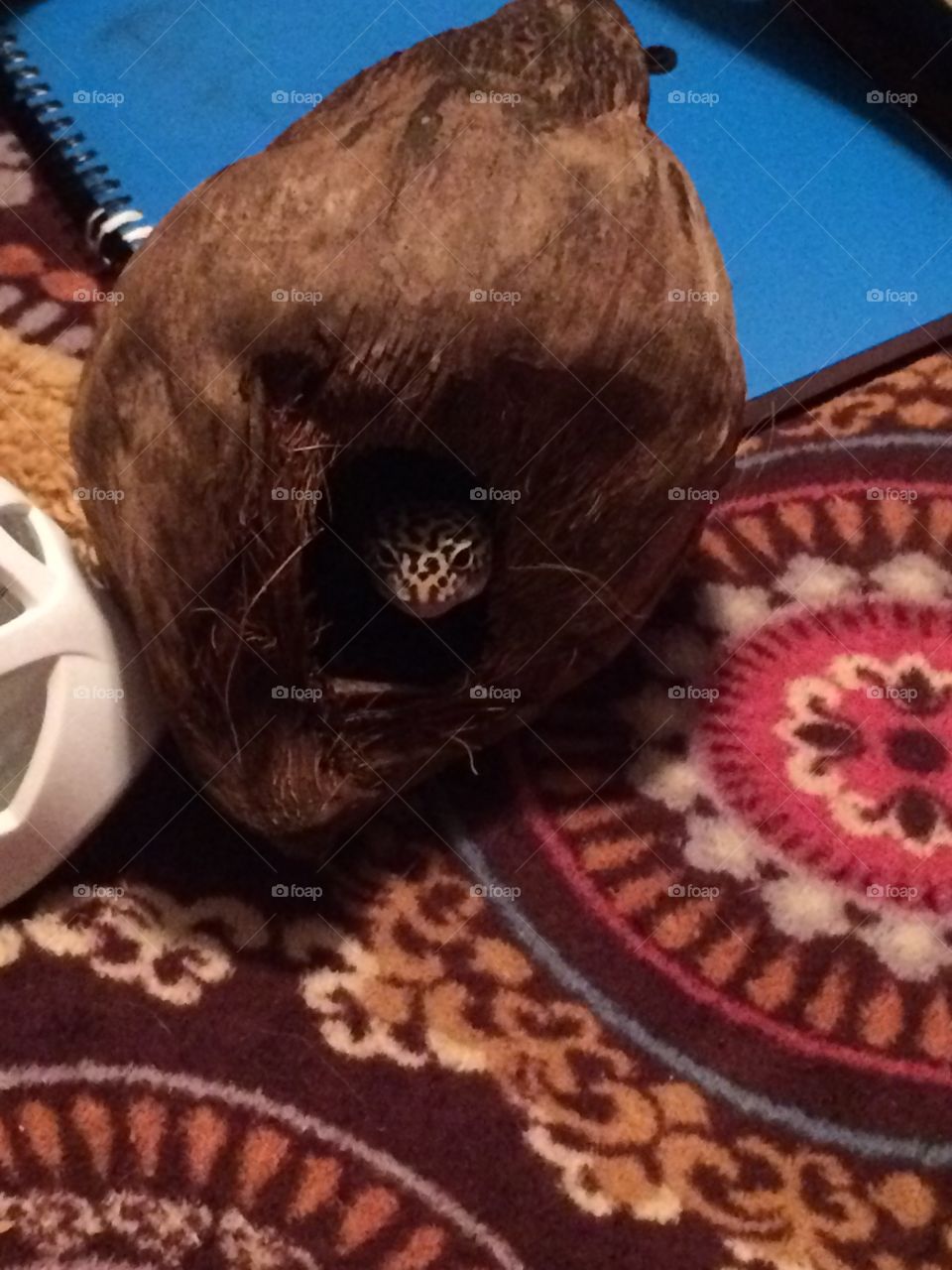 Coconut head