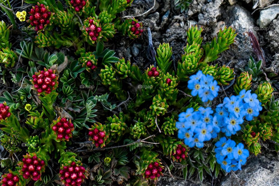 The king crown plant with reddish flower and blueish flowed forget me not plant bloomed during spring in Himalayan mountain region
