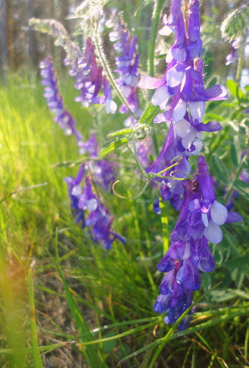 Nature, Flower, Flora, Grass, Summer