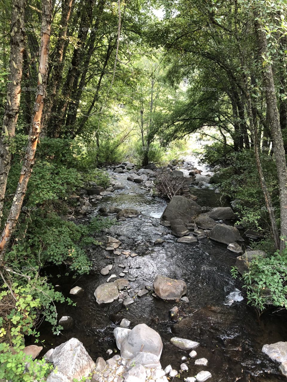 Small, rocky stream pushing through a grove of trees 