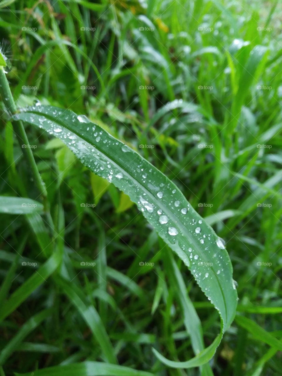 A macro shot of a bunch of water droplets collected on a leaf after a thunderstorm.