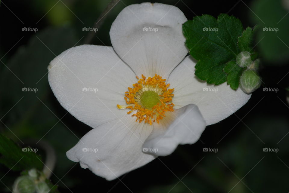 White flower