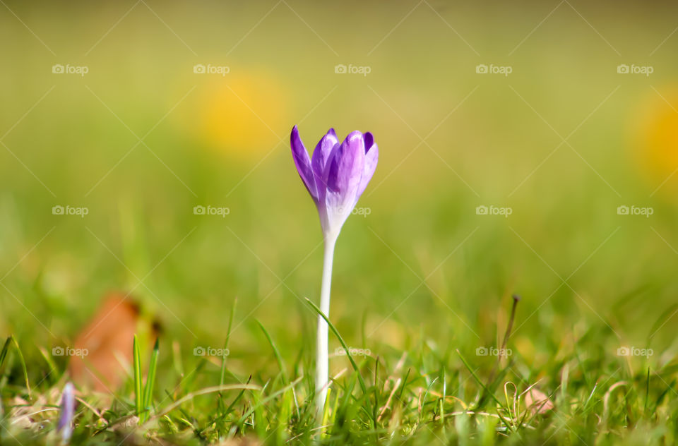 Small tulip asking for spring