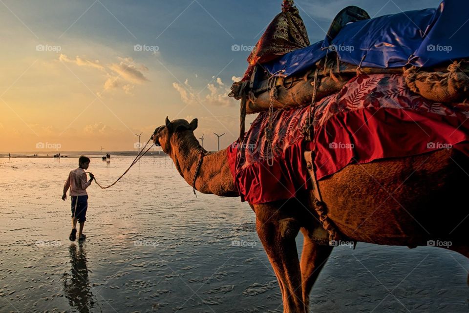 A camel treading through the beach at dusk near Mandavi River - at Gujarat