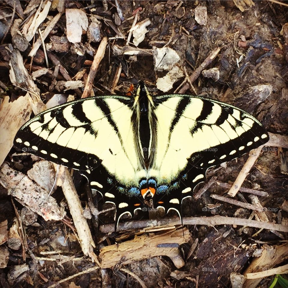 Eastern Tiger Swallowtail. Beautiful Eastern Tiger Swallowtail butterfly puddling in Cades Cove in Smoky Mountains National Park, Tennessee. 
