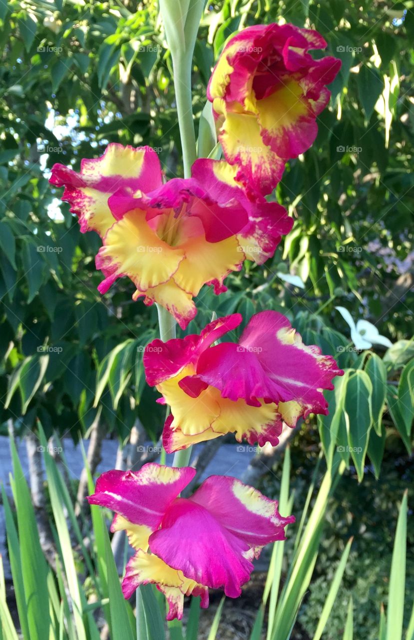 Gladiolus 