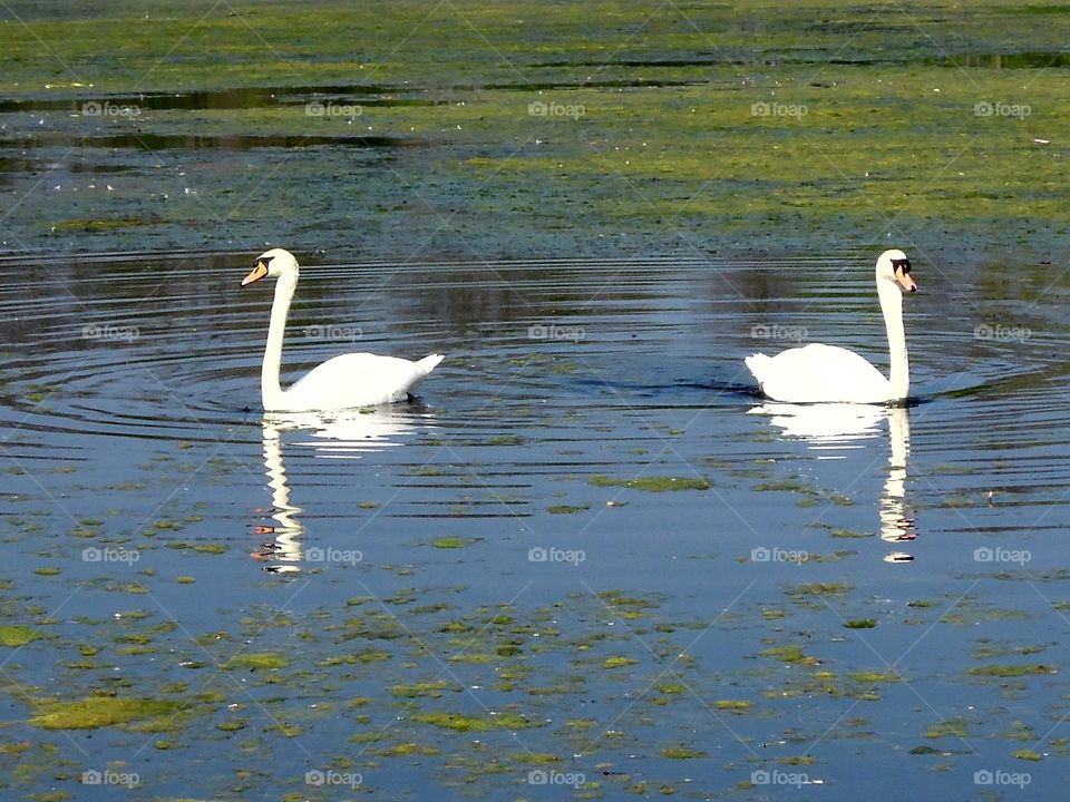 Schwäne getrennte Wege
