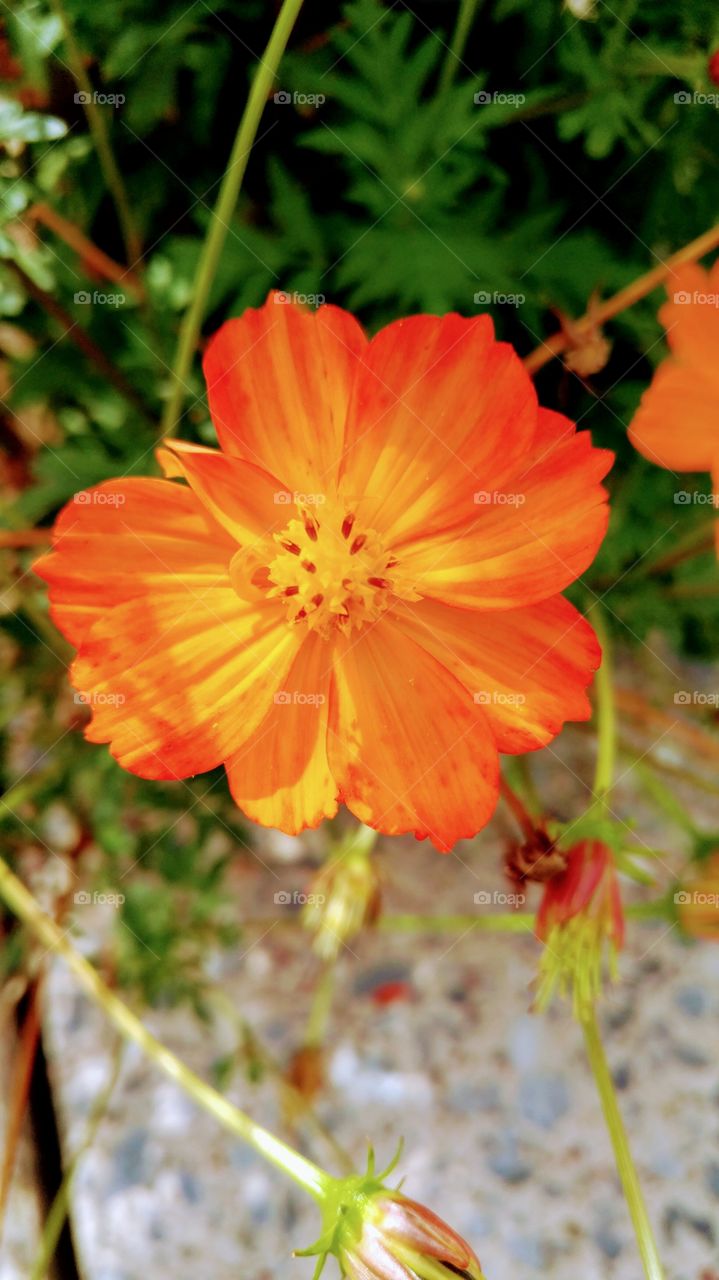 Orange bright flower