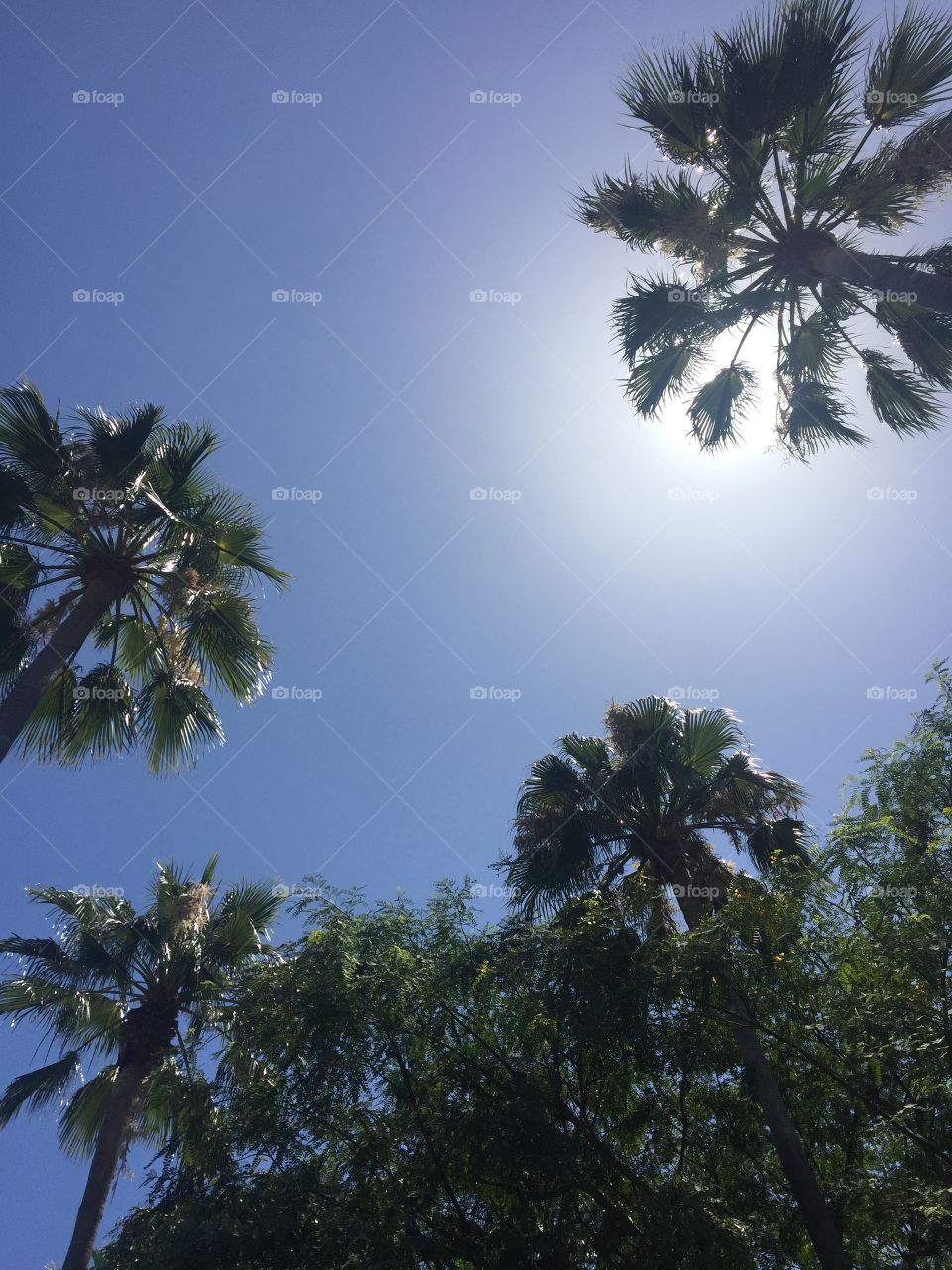California love, sun & palm trees 