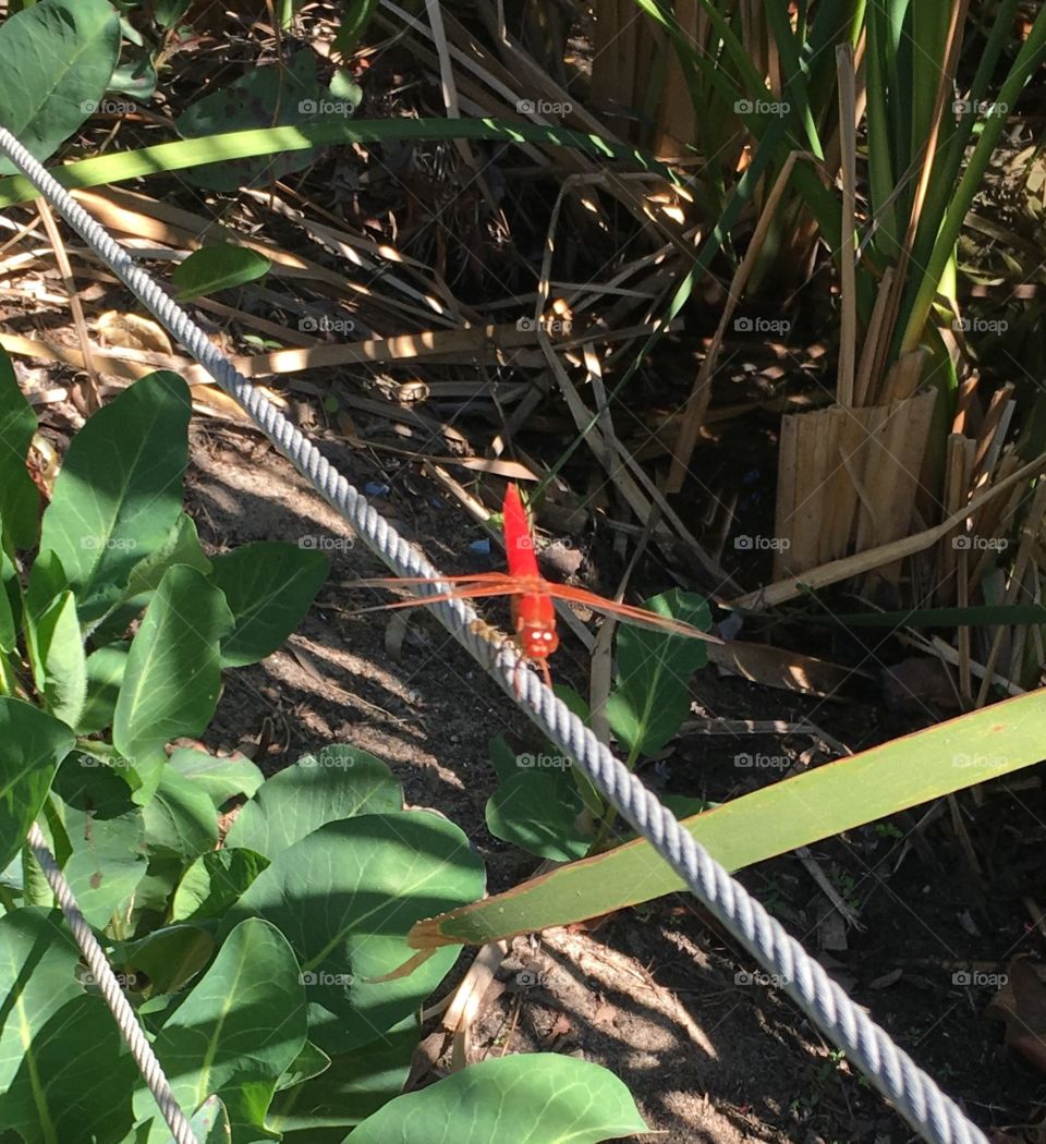 Red dragonfly. 