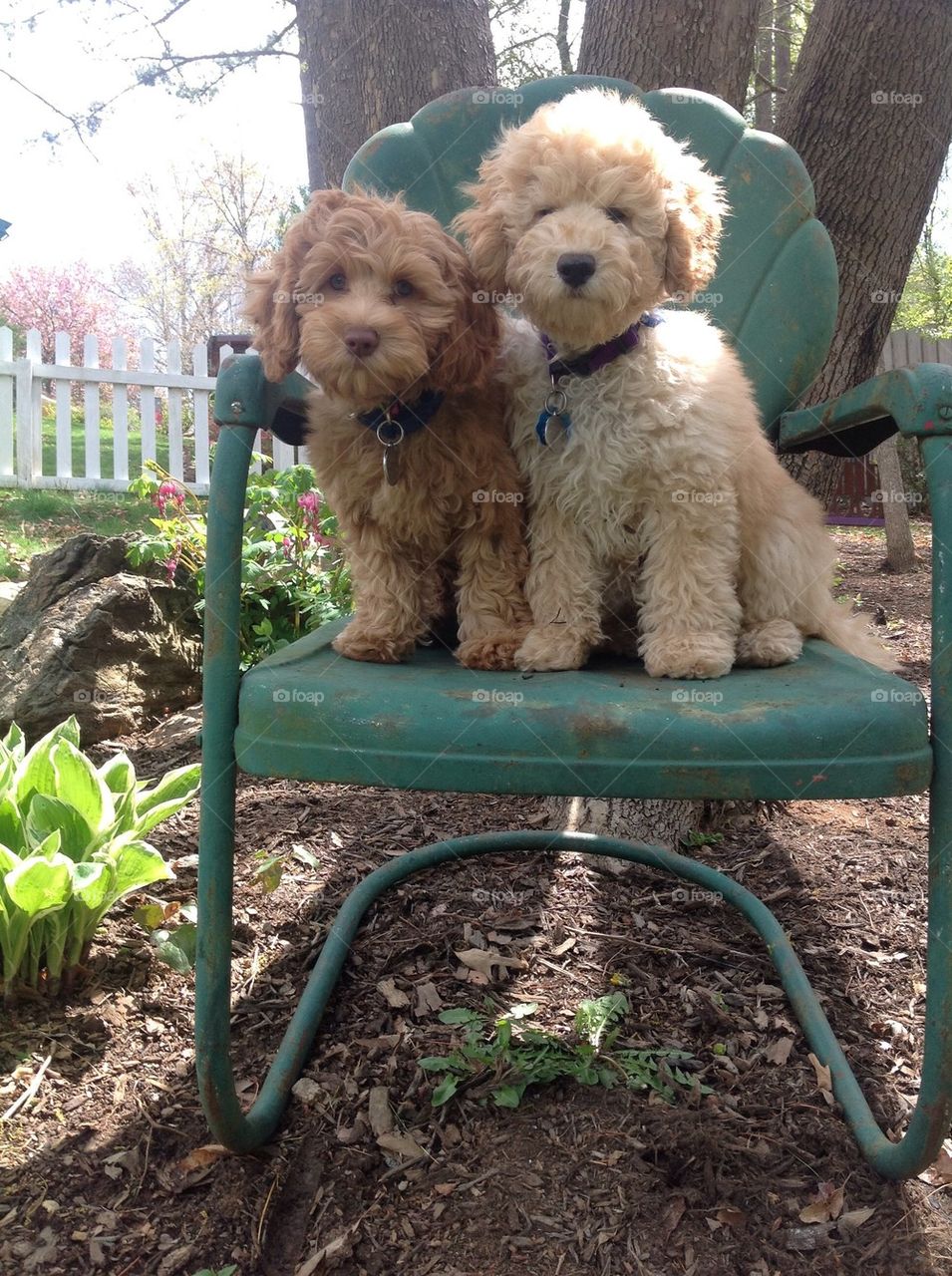 Labre doodle sitting pretty