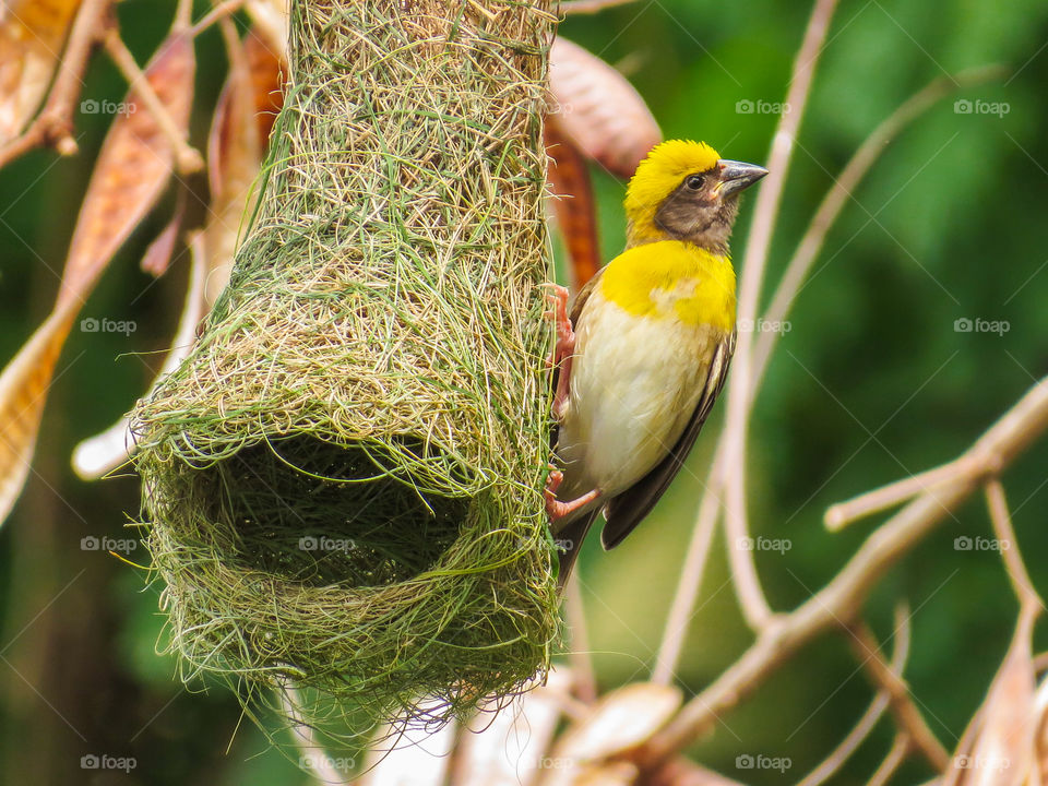 Weaver bird with nest
