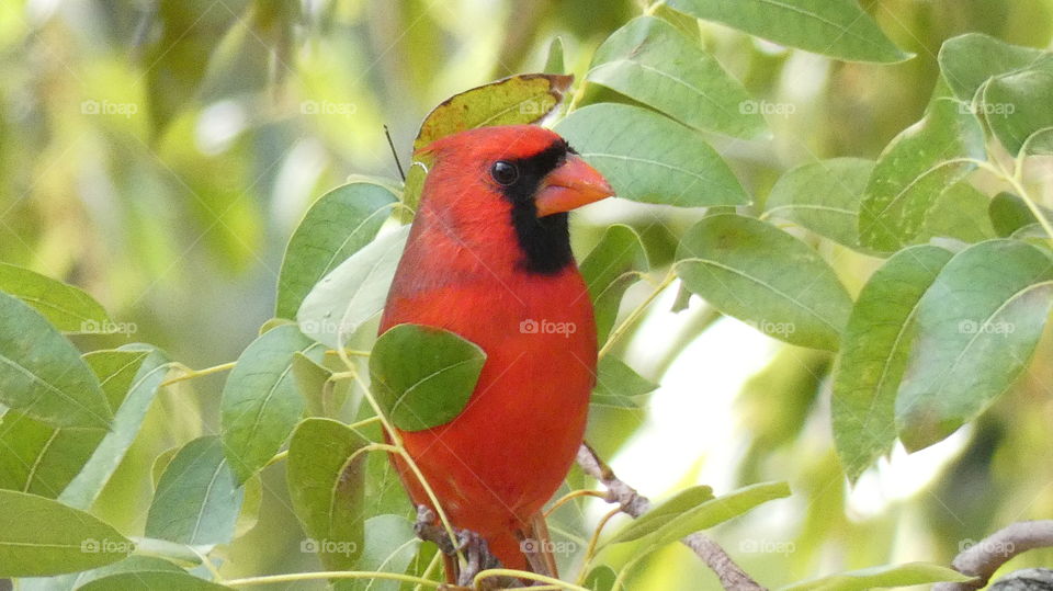 stunning red cardinal visitor in mahogany tree