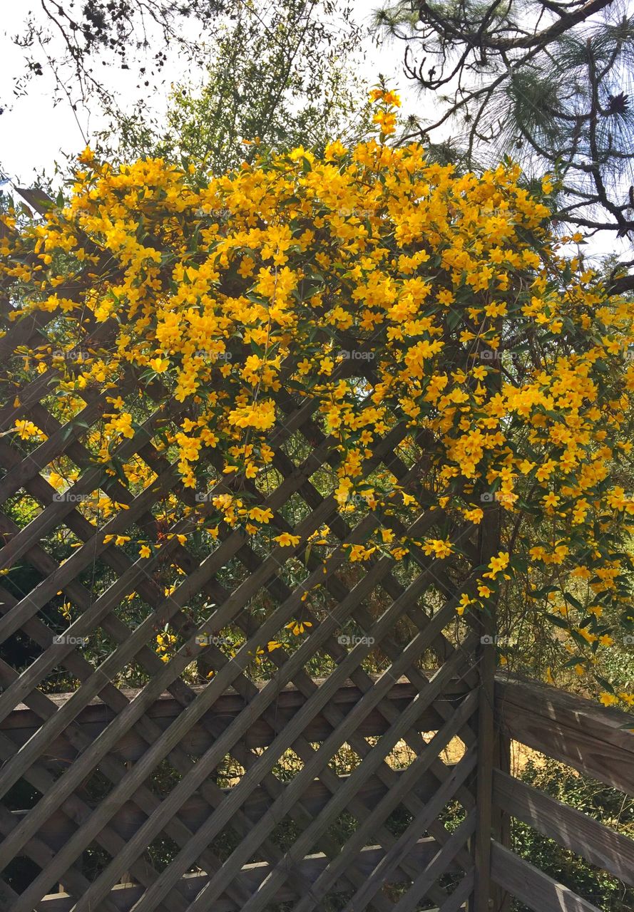 North Carolina Jasmine (Gelsemium Sempervirens) is a twining vine it is toxic to human just the same it is a beautiful bright yellow flower and the very first sign of spring.