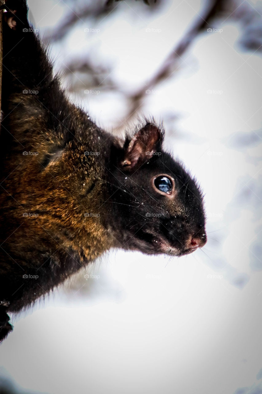 Curious little squirrel