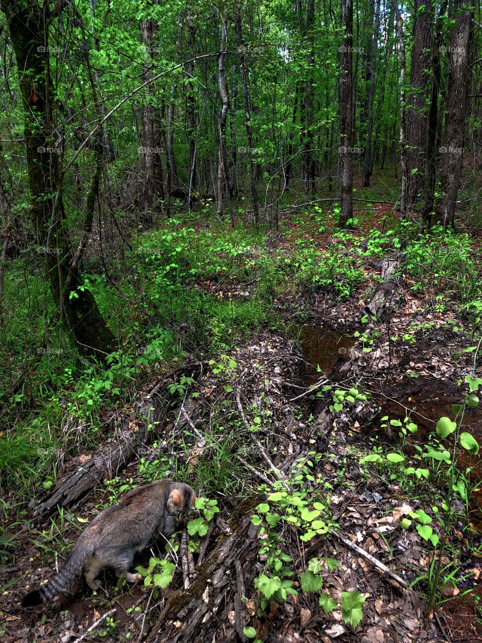 Forest Cat