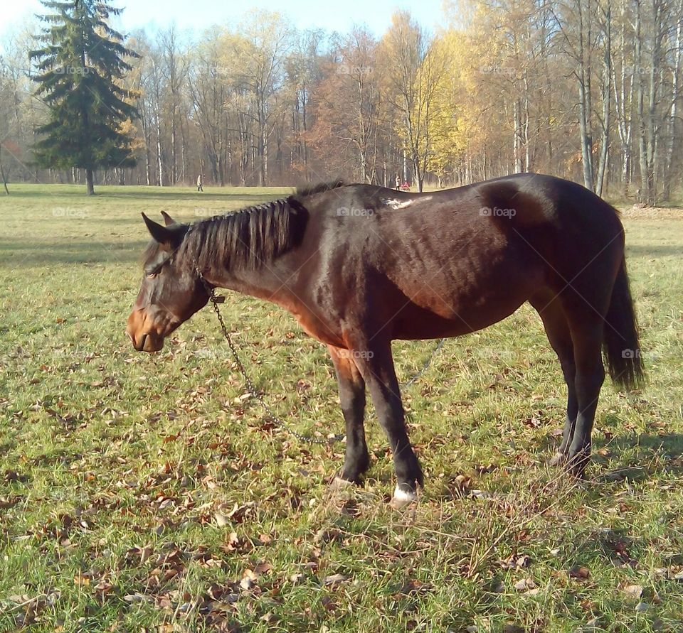 Horse, Mammal, Cavalry, Mare, Equine