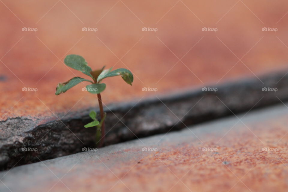 Plant growing on stone wall