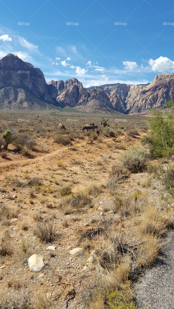 Red Rock Burros. Wild Burros in Red Rock Canyon Nevada.