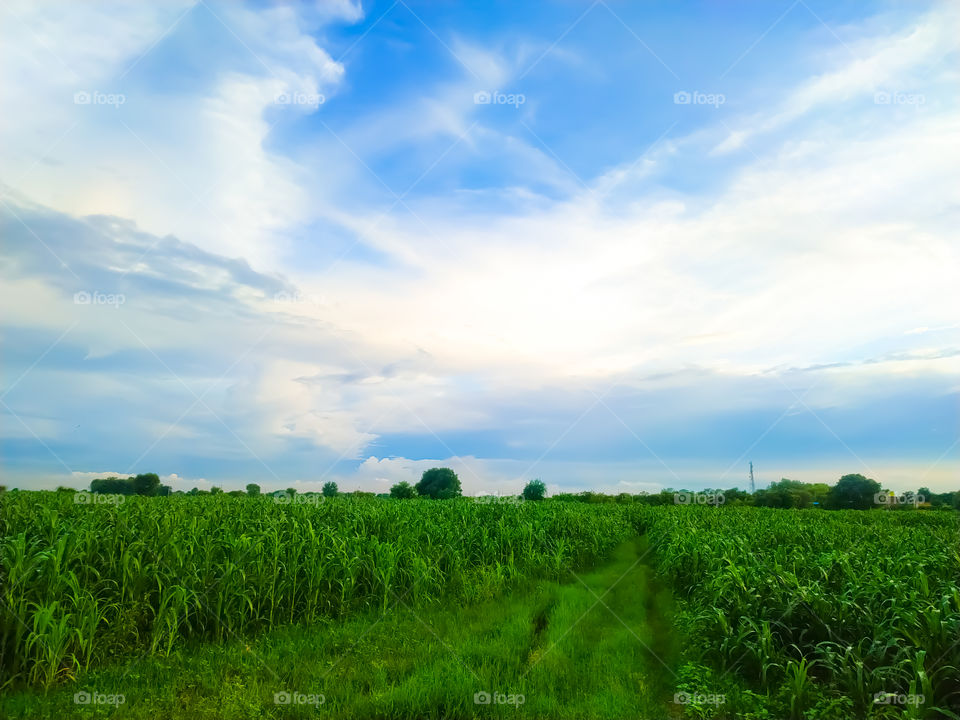 Green field and blue sky with white clouds