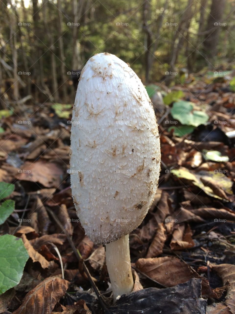 Large mushroom on the forest floor