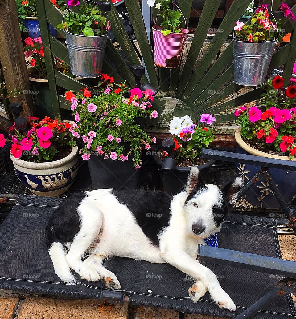 My dog taking a rest 
