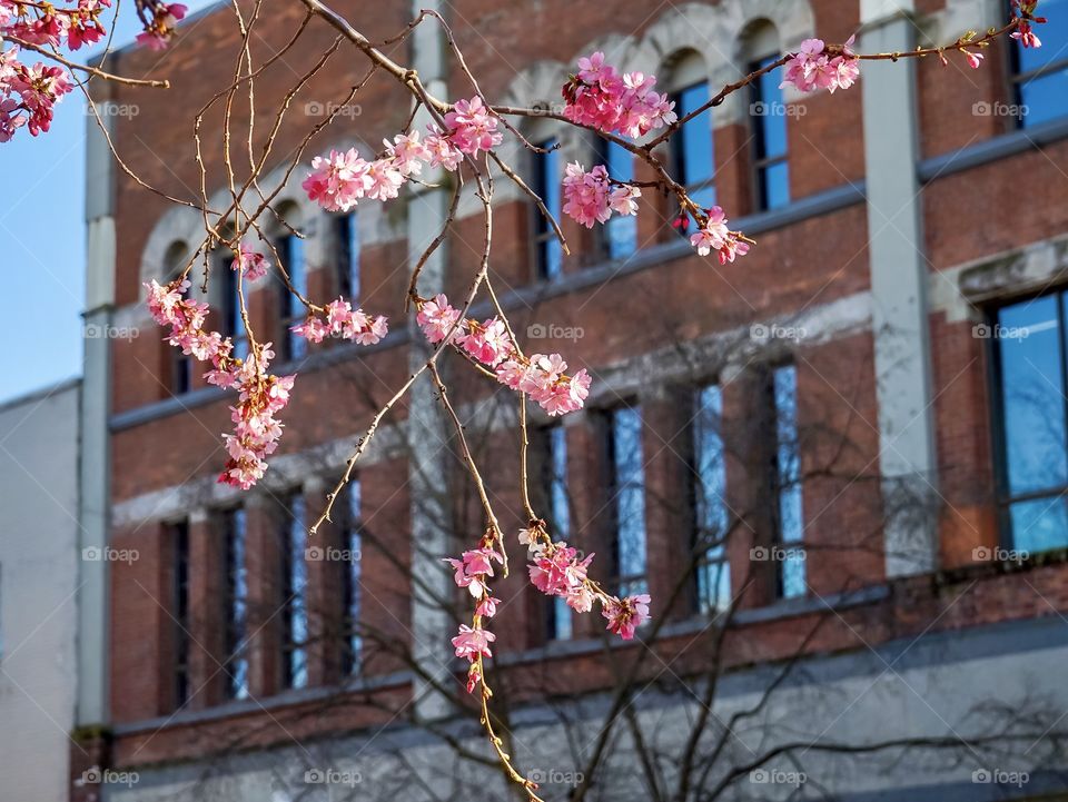 Cherry blossom branch on a city street in front of an old brick building 