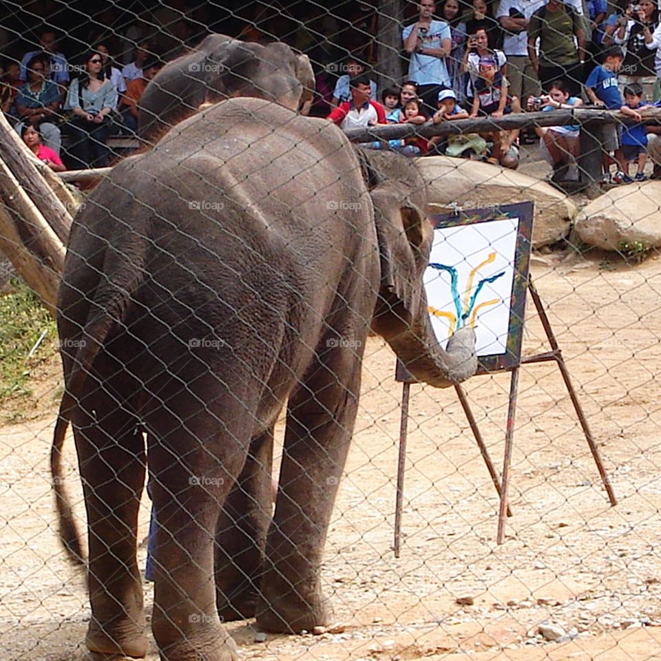 Drawing picture. Thai elephant drawing picture in elephant camp