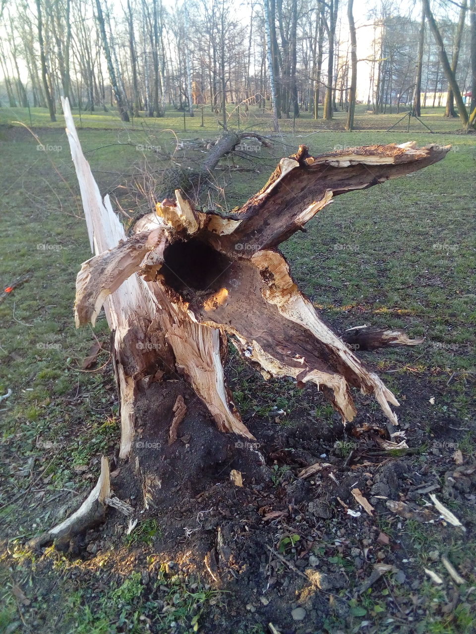 Tree after lightning strike