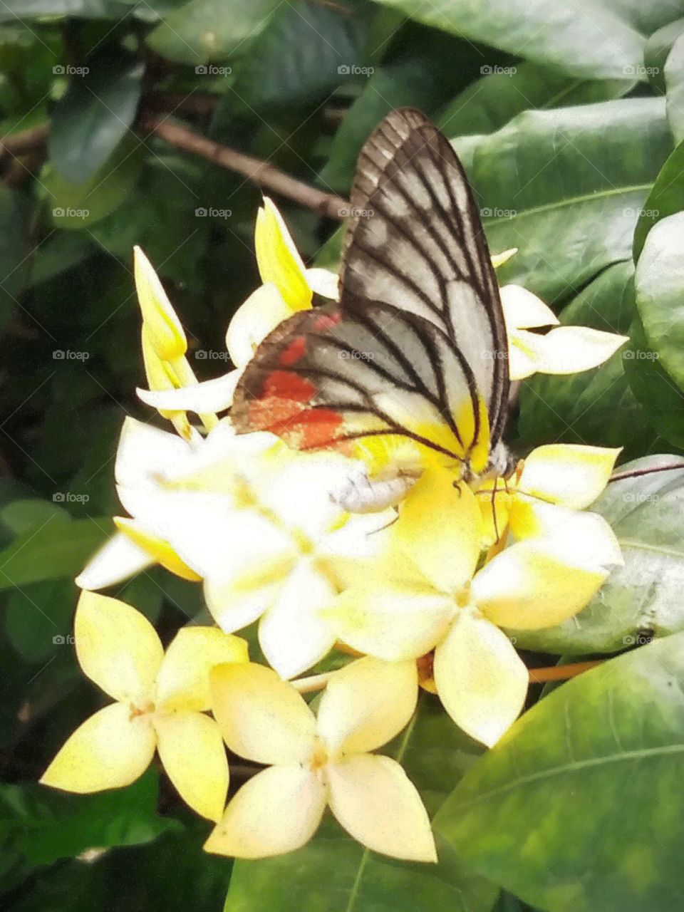 Butterfly with the flowers.