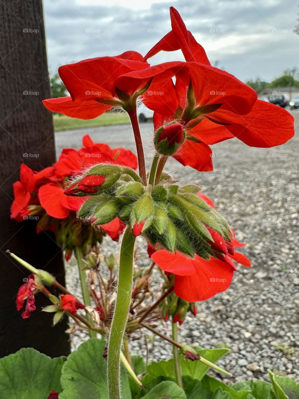 Red geranium flowers blooming in container garden at Napton Narrowboats Marina in England on cloudy cool late summer day buds petals leaves stems nature close up