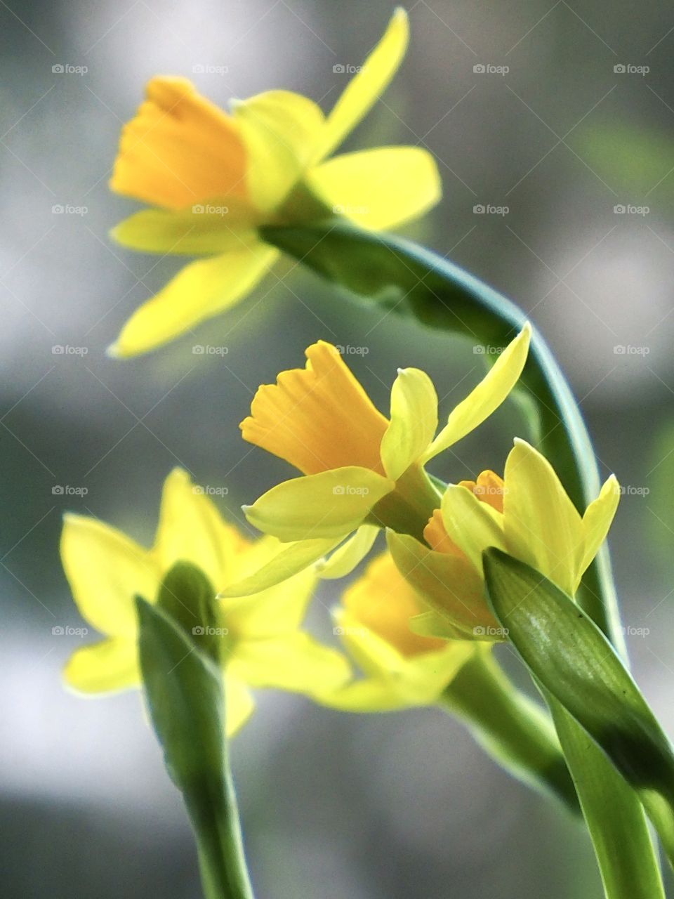 Spring on the windowsill