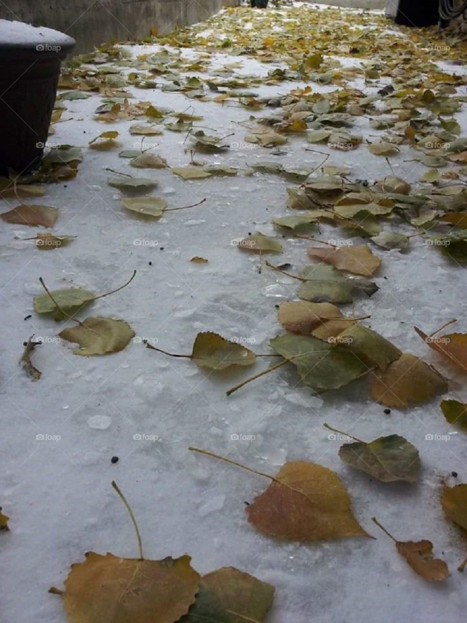 Leaves on snow