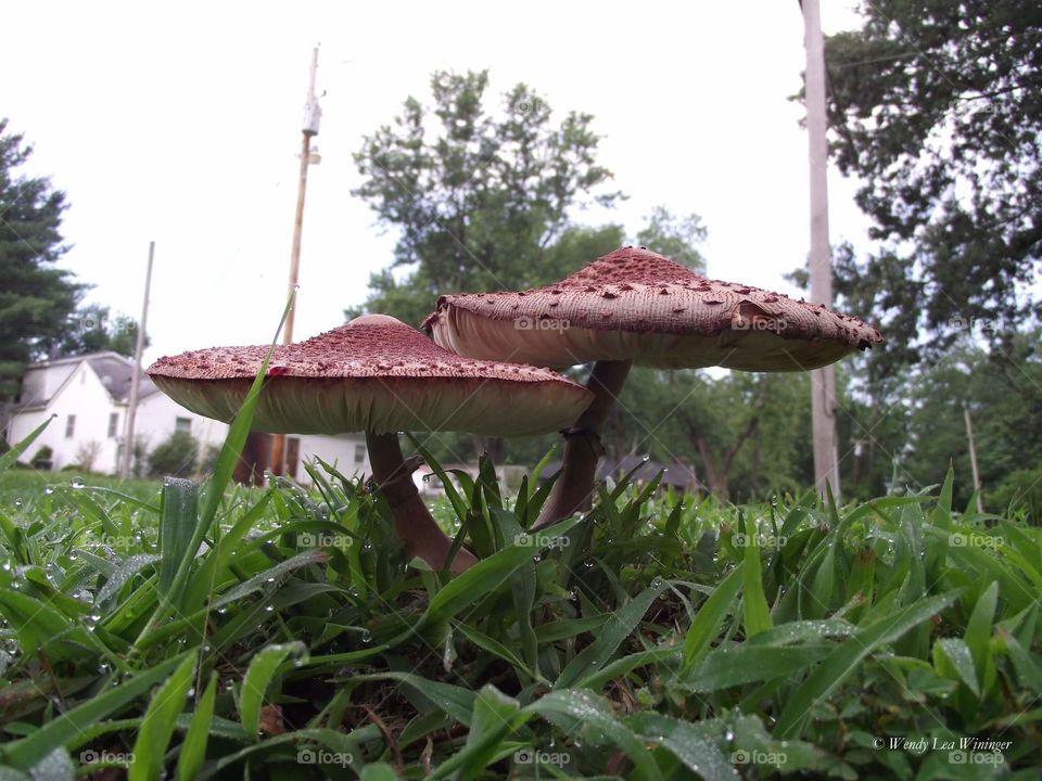 Mushroom