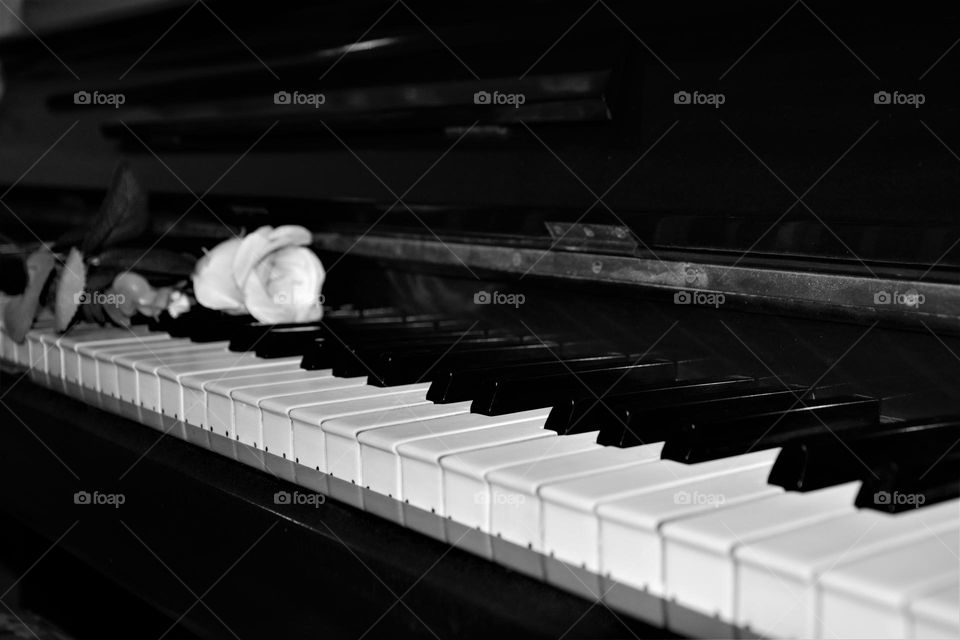 Sense of romatic: rose on the piano