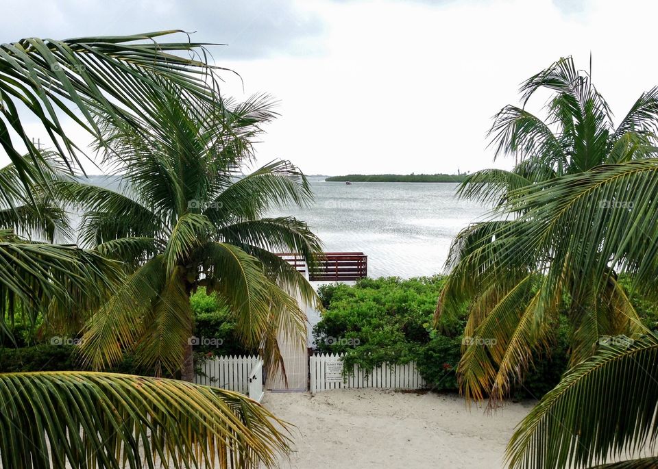 Palm trees on the beach 