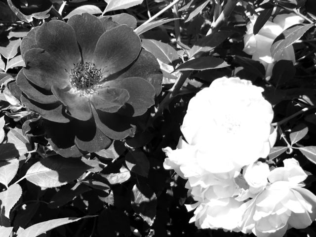 Black and white roses