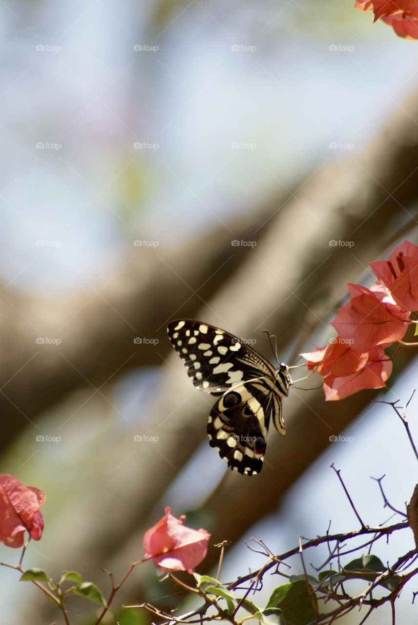 A yellow swallowtail butterfly 