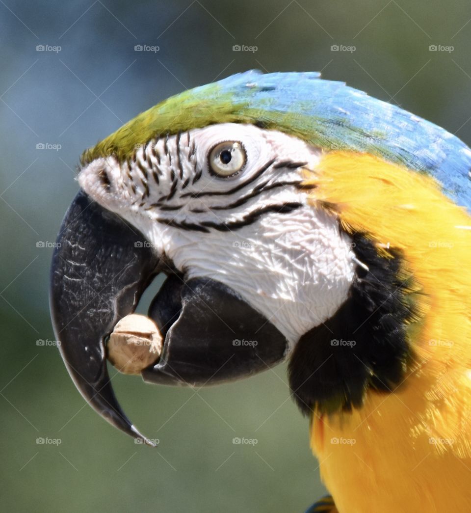 Amazon Parrot closeup eating a peanut 