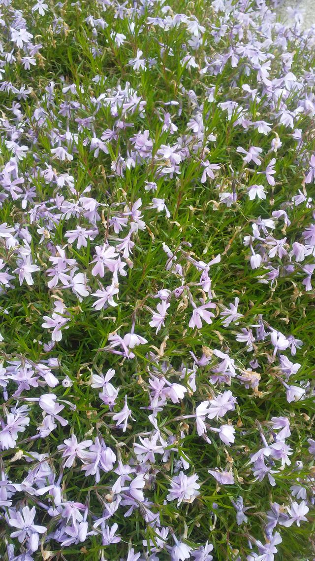 spring. lovely. flowers. nature. beauty. love. summer. happy