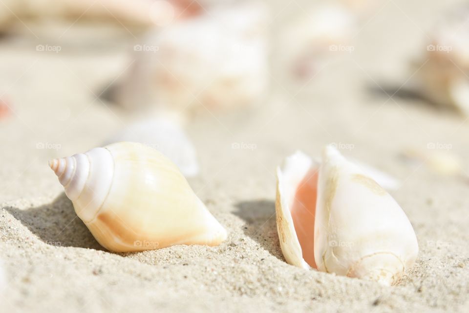 Close-up of seashell on sand