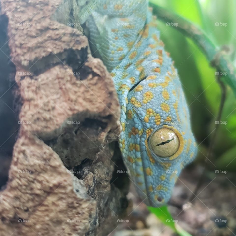 Gecko Gecko