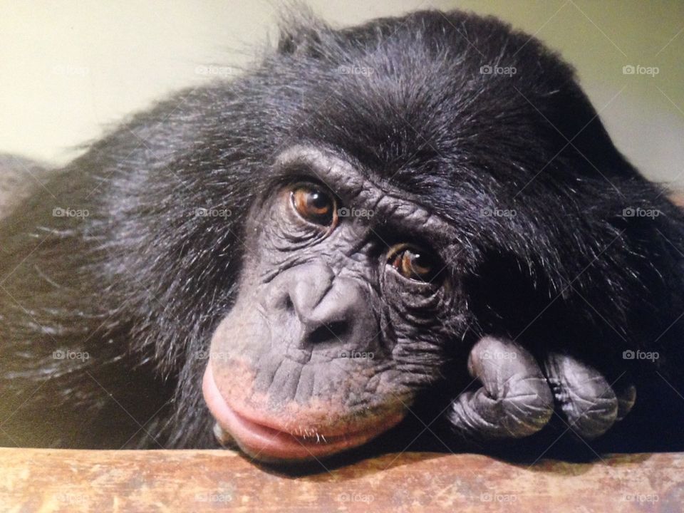 Chimpanzee troglodytes monkey sad 