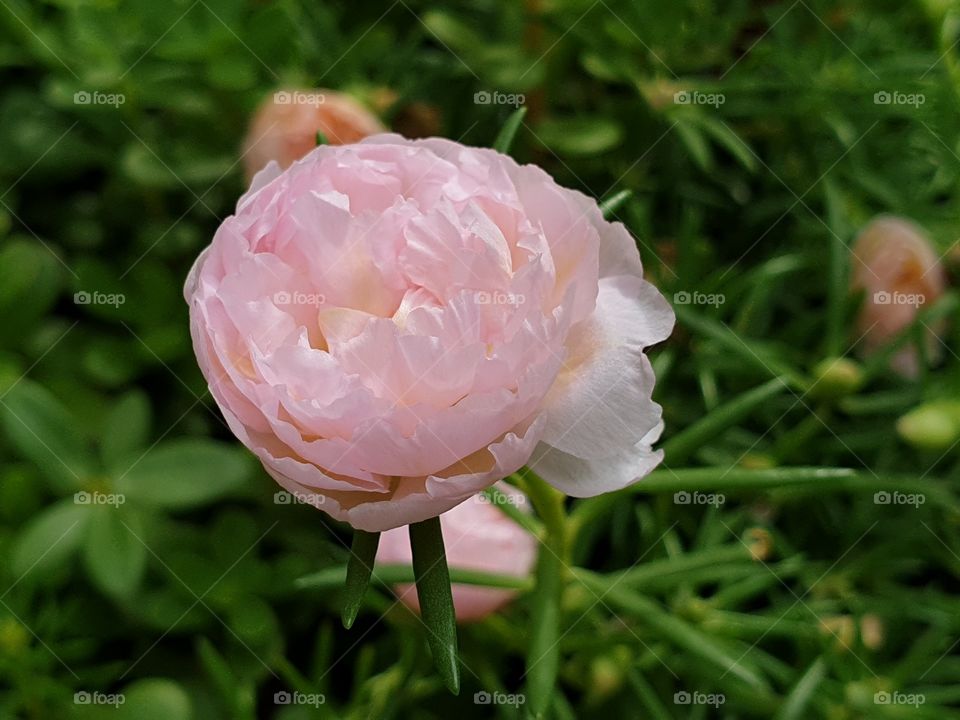 the Portulaca Grandiflora