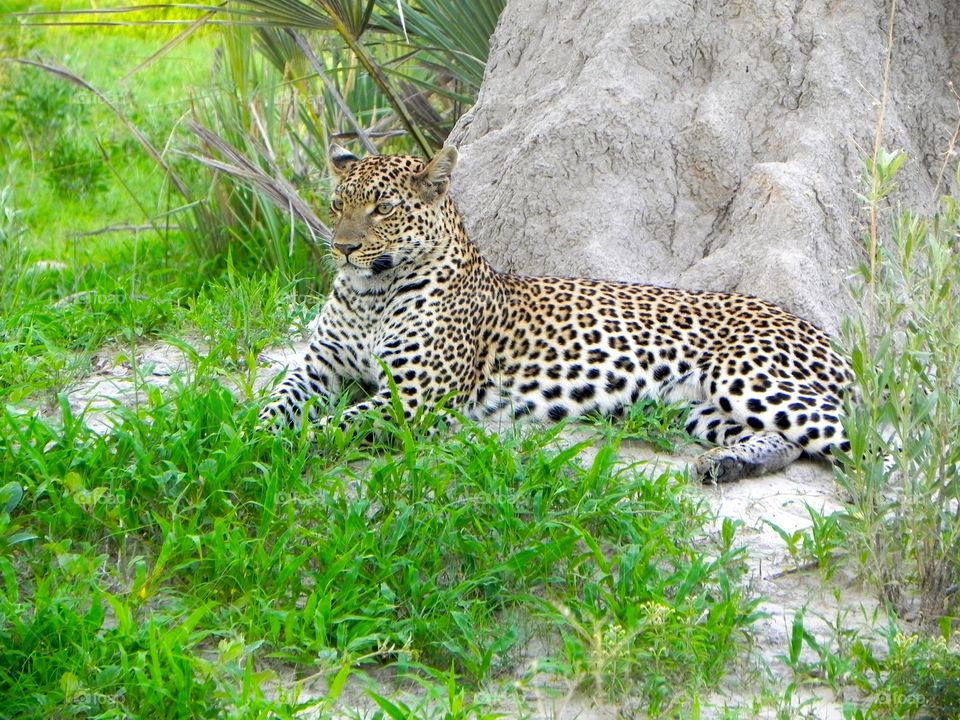 A lounging leopard 