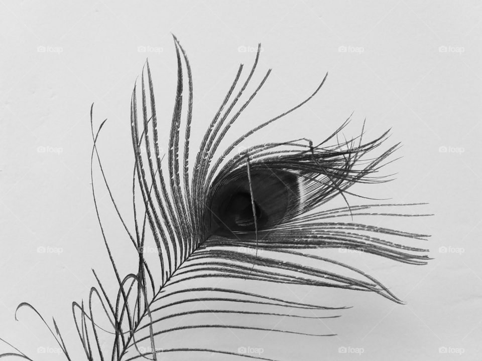 feather