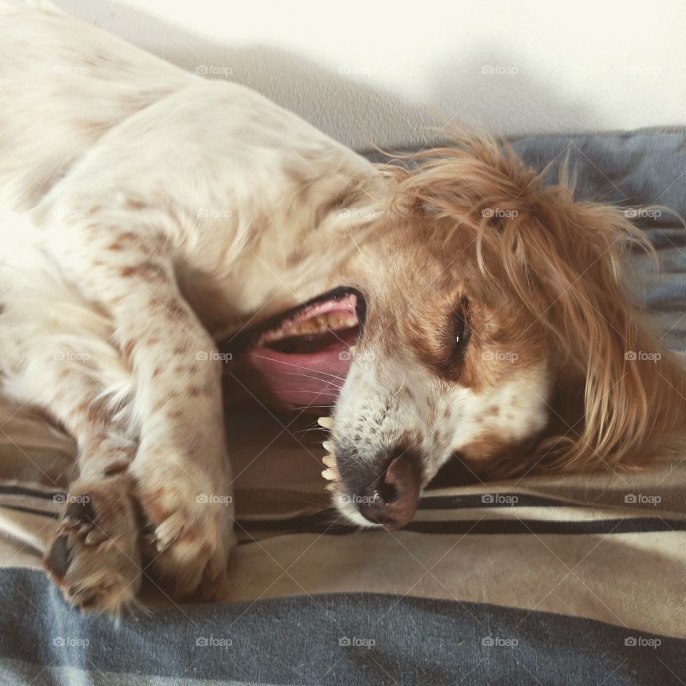 Dog lying down and yawning