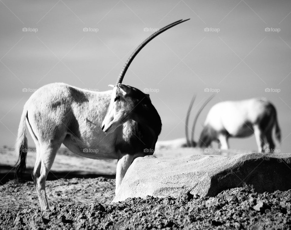 Extinct in wild scimitar oryx 
