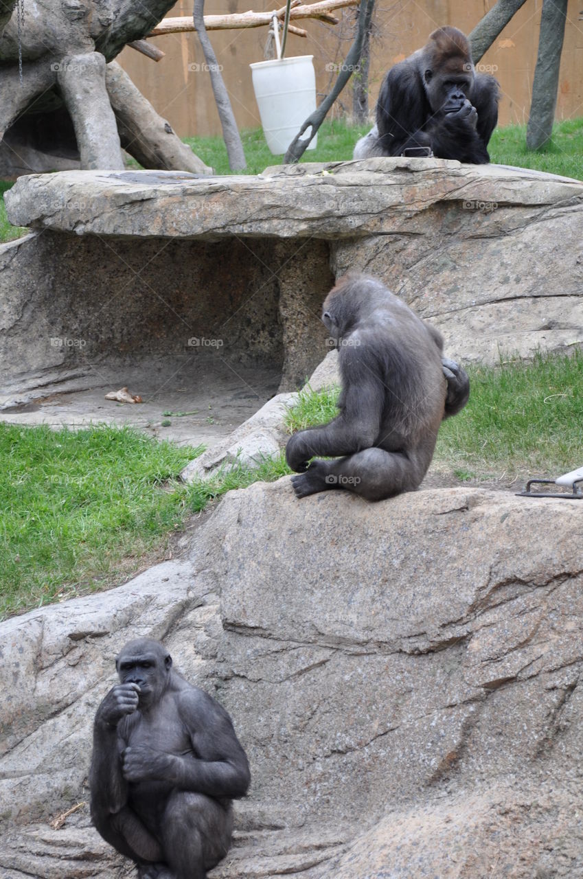 Three gorillas sitting on rocks